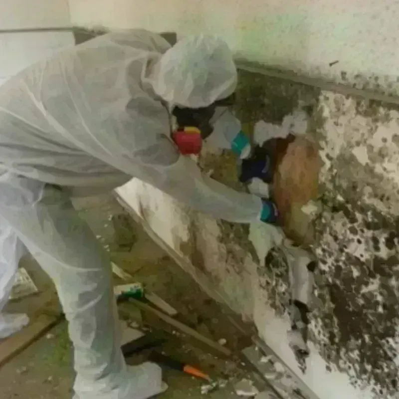 Mold Remediation and Removal in Union Gap, WA